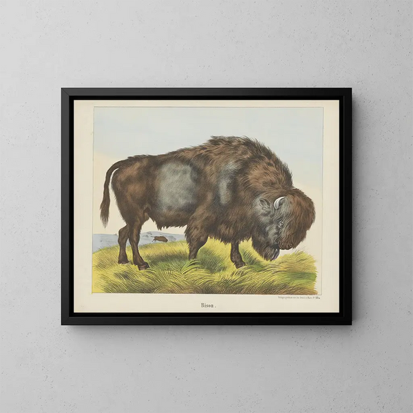 Bison - Joseph Scholz — framed artwork on a wall