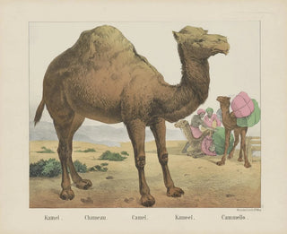 Joseph Scholz - Camel.webp