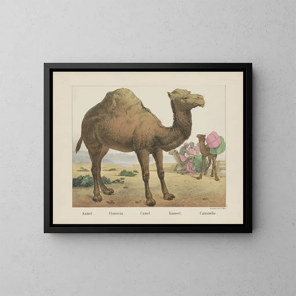 Camel - Joseph Scholz — framed artwork on a wall