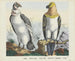 Condor - Joseph Scholz — artwork view