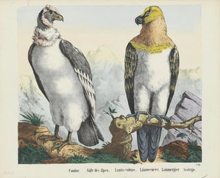 Condor - Joseph Scholz — weergave van het kunstwerk
