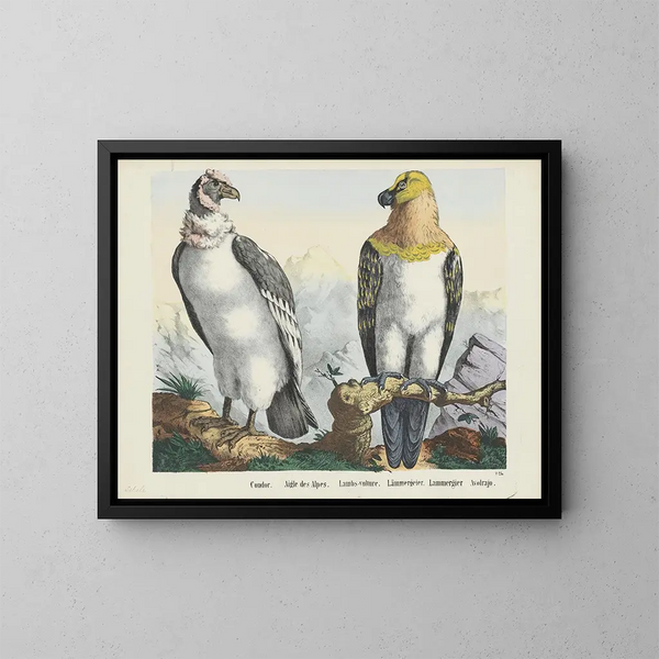Condor - Joseph Scholz — framed artwork on a wall