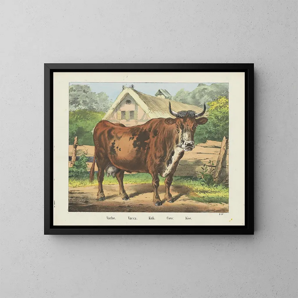 Cow - Joseph Scholz — framed artwork on a wall