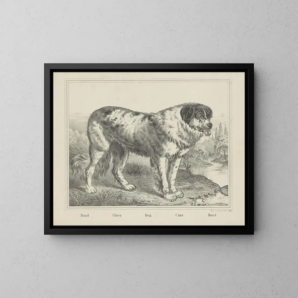 Dog - Joseph Scholz — framed artwork on a wall