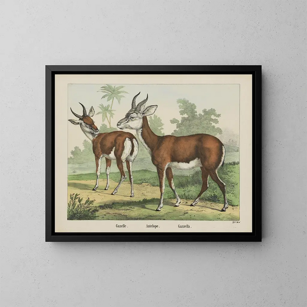 Antilope gazelle - Joseph Scholz — framed artwork on a wall