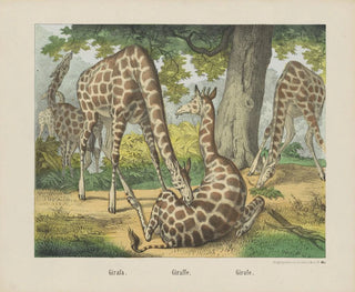 Joseph Scholz - Giraffe.webp