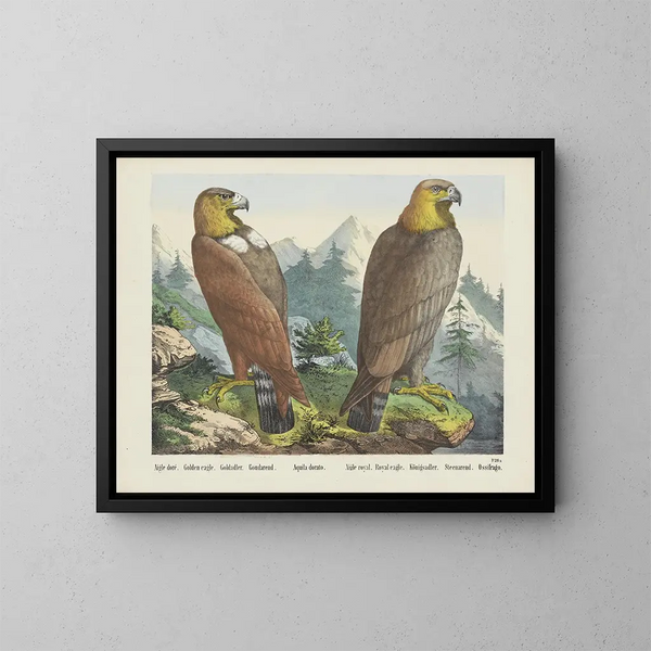 Golden Eagle - Joseph Scholz — framed artwork on a wall
