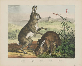 Joseph Scholz - Hare.webp