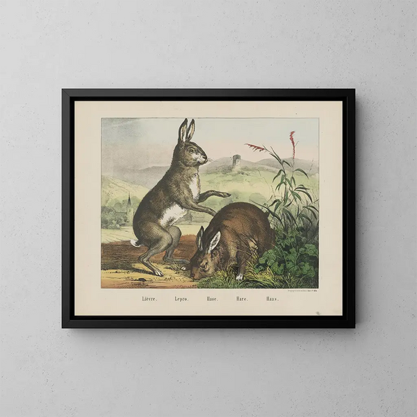 Hare - Joseph Scholz — framed artwork on a wall