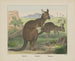 Kangaroo - Joseph Scholz — weergave van het kunstwerk