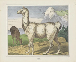 Joseph Scholz - Lama.webp