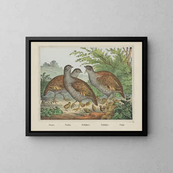 Partridges - Joseph Scholz — framed artwork on a wall