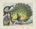 Pauw - Joseph Scholz — weergave van het kunstwerk