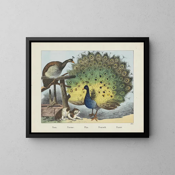 Peacock - Joseph Scholz — framed artwork on a wall