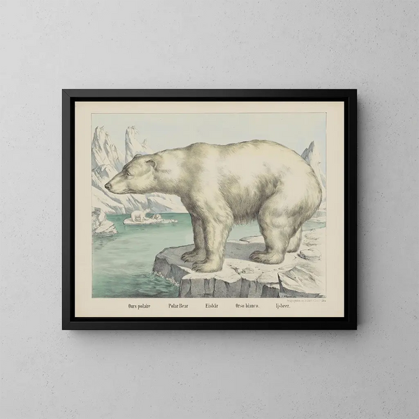 Polar Bear - Joseph Scholz — framed artwork on a wall