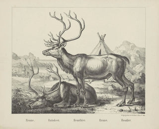 Eland - Joseph Scholz — weergave van het kunstwerk