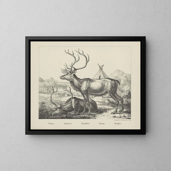 Reindeer - Joseph Scholz — framed artwork on a wall