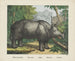 Rhinocéros - Joseph Scholz — weergave van het kunstwerk