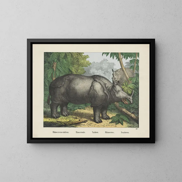 Rhinoceros - Joseph Scholz — framed artwork on a wall