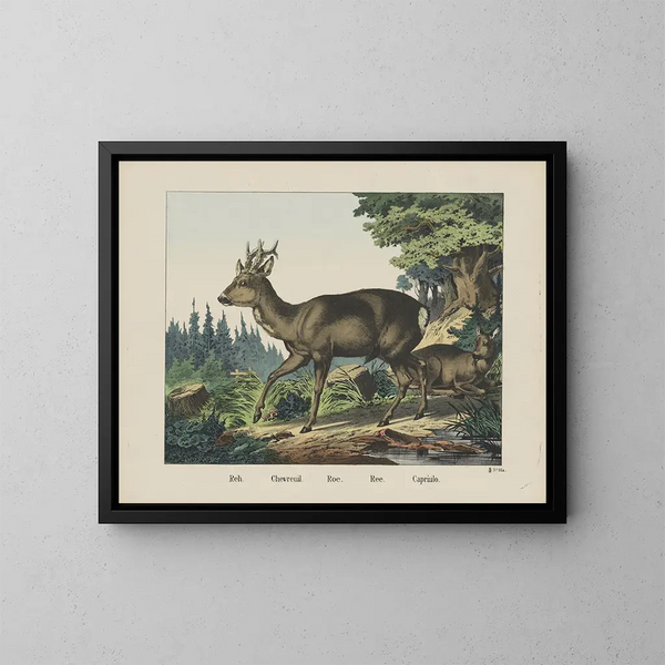 Roe - Joseph Scholz — framed artwork on a wall