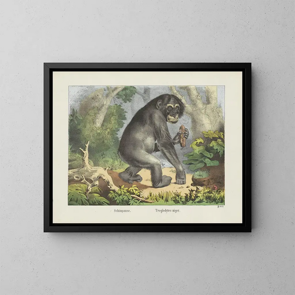 Chimpanzee - Joseph Scholz — framed artwork on a wall