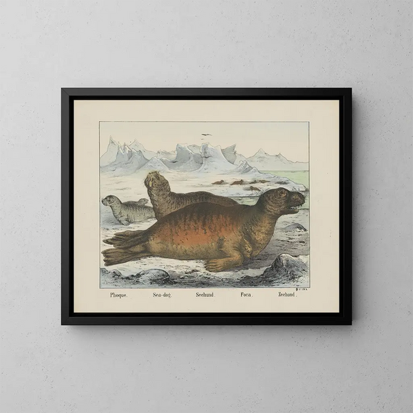 Sea Dog - Joseph Scholz — framed artwork on a wall