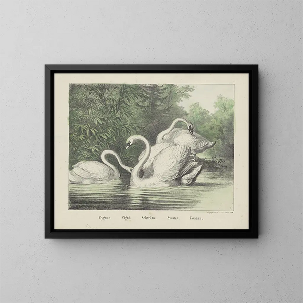 Swans - Joseph Scholz — framed artwork on a wall