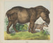 Tapir - Joseph Scholz — weergave van het kunstwerk