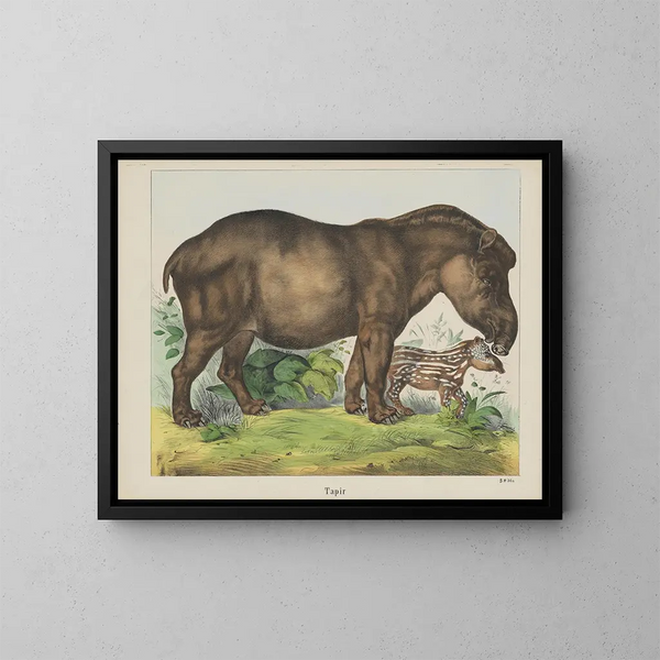 Tapir - Joseph Scholz — framed artwork on a wall