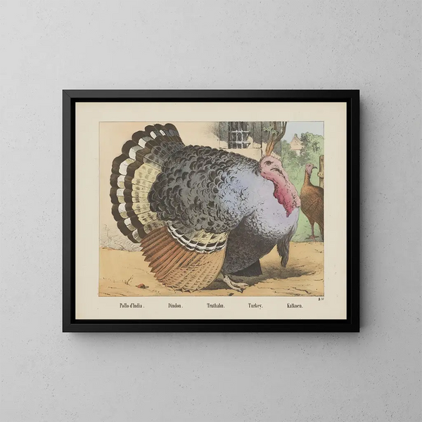 Turkey - Joseph Scholz — framed artwork on a wall