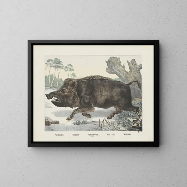 Wild Boar - Joseph Scholz — framed artwork on a wall