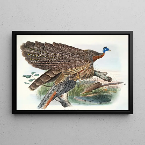 Argus Grayi - Joseph Smit — framed artwork on a wall