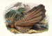 Argus giganteus - Joseph Smit — weergave van het kunstwerk