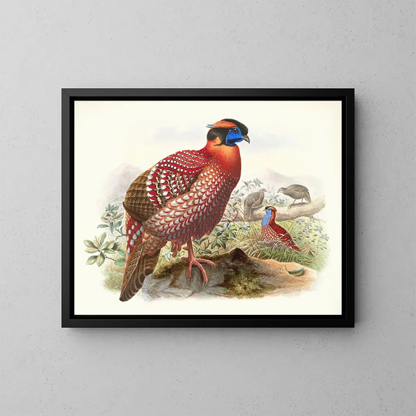Certhia Temminckii - Joseph Smit — framed artwork on a wall