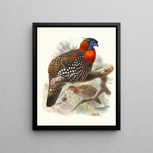 Ceriornis melanocephala - Joseph Smit — ingelijst kunstwerk aan de muur