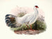 Crossoptilon Drouynii - Joseph Smit — artwork view