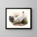 Crossoptilon Drouynii - Joseph Smit — framed artwork on a wall