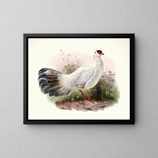 Crossoptilon Drouynii - Joseph Smit — framed artwork on a wall