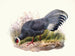 Crossoptilon auritum - Joseph Smit — artwork view