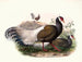 Crossoptilon mantchuricum - Joseph Smit — artwork view