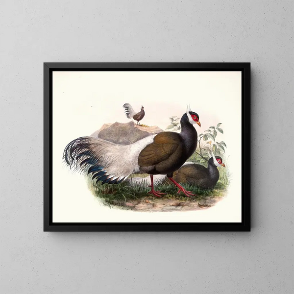 Crossoptilon mantchuricum - Joseph Smit — framed artwork on a wall