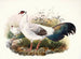 Crossoptilon thibetanum - Joseph Smit — artwork view