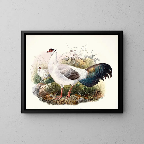 Crossoptilon thibetanum - Joseph Smit — framed artwork on a wall