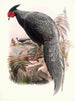 Euplocamus andersoni - Joseph Smit — weergave van het kunstwerk