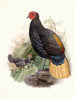 Euplocamus pyronotus - Joseph Smit — weergave van het kunstwerk