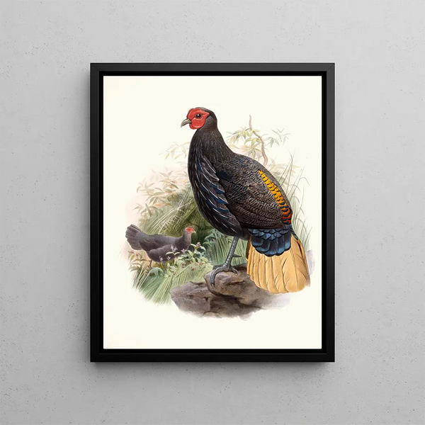 Euplocamus pyronotus - Joseph Smit — ingelijst kunstwerk aan de muur