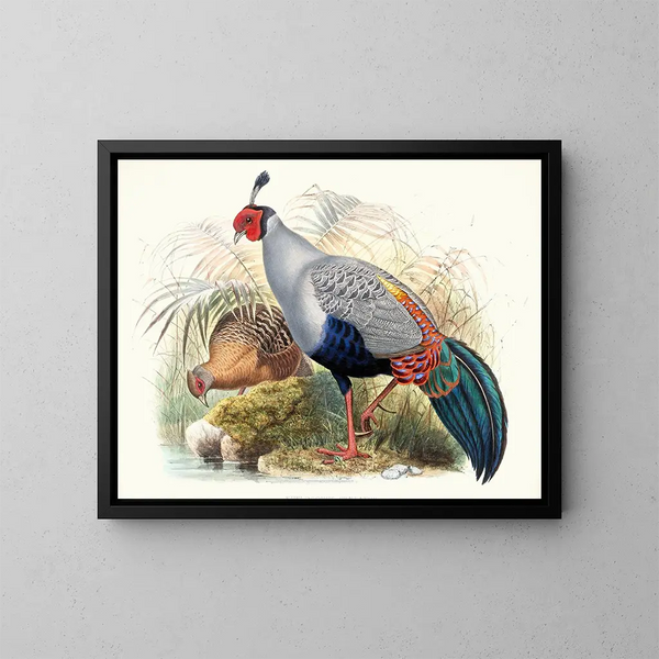 Euplocamus prlatus painting - Joseph Smit — framed artwork on a wall