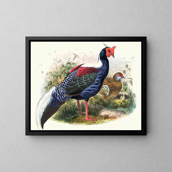 Euplocomus Swinhoei - Joseph Smit — framed artwork on a wall