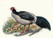 Euplocomus albocristatus - Joseph Smit — artwork view