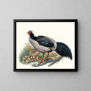 Joseph Smit - Euplocomus albocristatus.webp